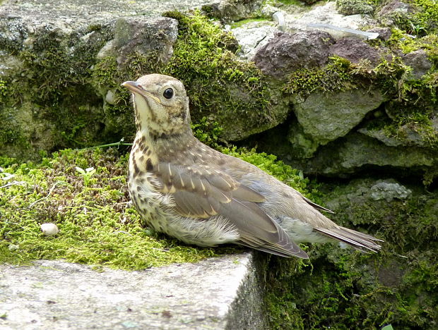 drozd plavý Turdus philomelos