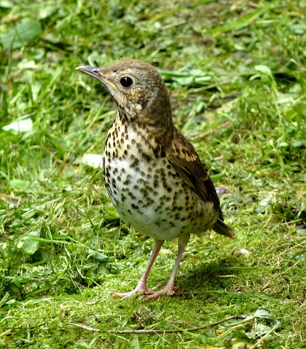 drozd plavý Turdus philomelos