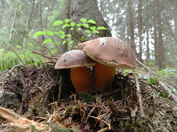 suchohríb Xerocomus sp.