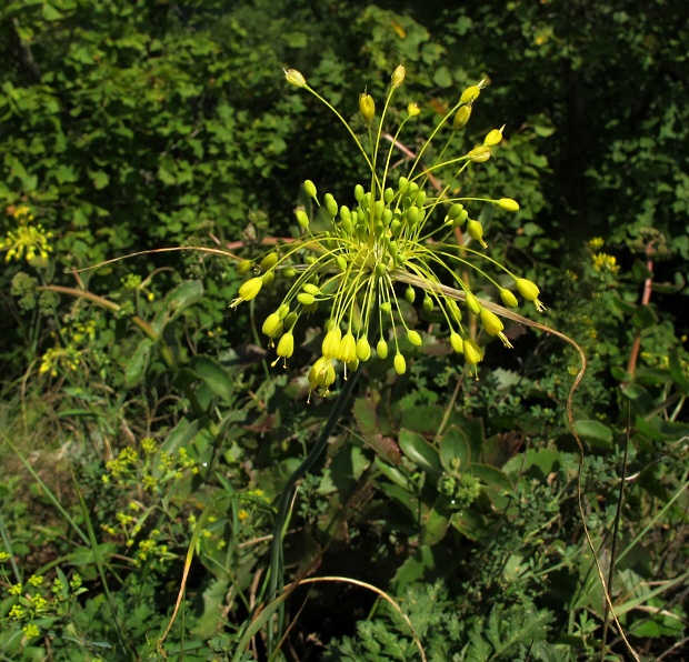 cesnak žltý Allium flavum L.