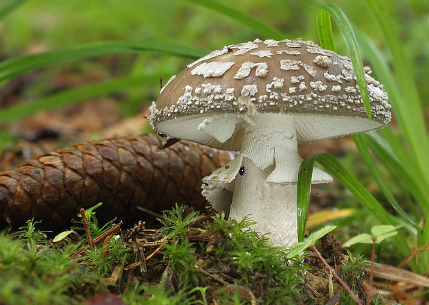 muchotrávka hrubá Amanita excelsa (Fr.) Bertill.