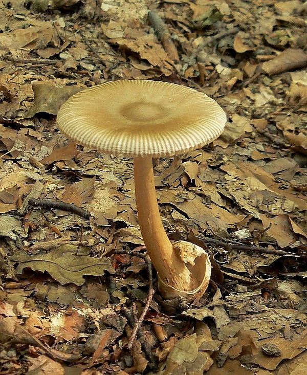 muchotrávka  Amanita fulva Fr.