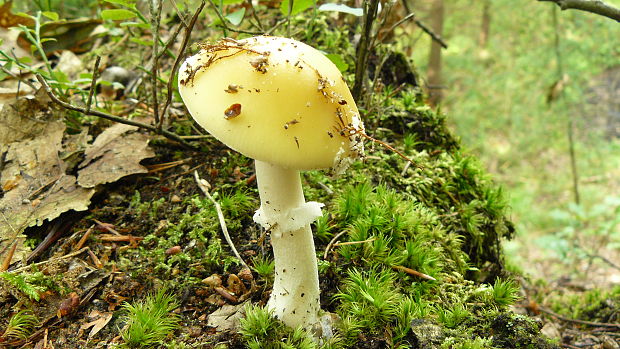 muchotrávka slamovožltá Amanita gemmata (Fr.) Bertill.