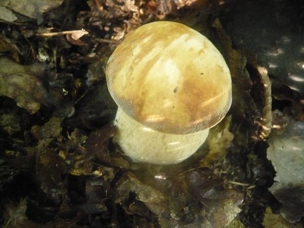 hríb bronzový Boletus aereus Bull. ex Fr.