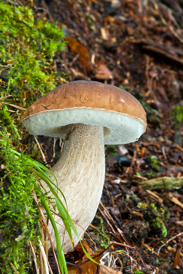 hríb smrekový Boletus edulis Bull.