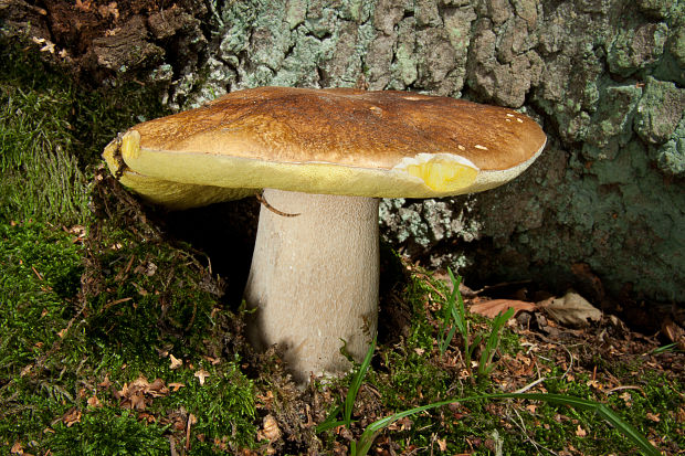 hríb smrekový Boletus edulis Bull.