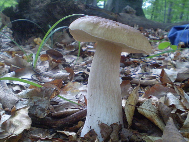 hríb smrekový Boletus edulis Bull.