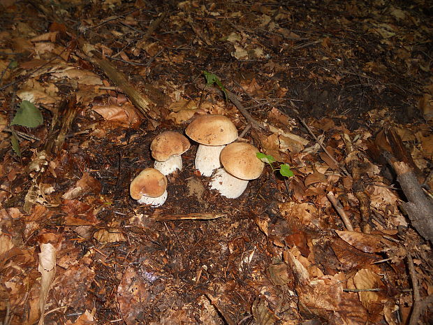 hríb smrekový Boletus edulis Bull.