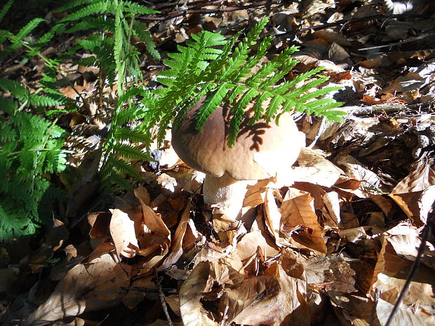 hríb smrekový Boletus edulis Bull.