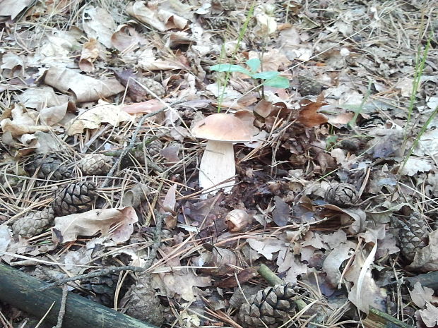 hríb smrekový Boletus edulis Bull.