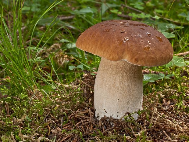 hríb smrekový Boletus edulis Bull.