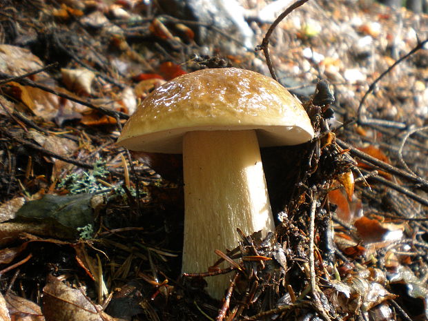 hríb smrekový Boletus edulis Bull.