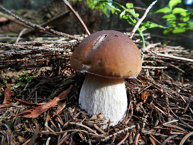 hríb smrekový Boletus edulis Bull.