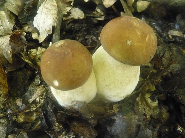 hríb dubový Boletus reticulatus Schaeff.