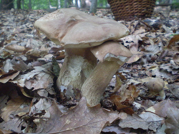 hríb dubový Boletus reticulatus Schaeff.