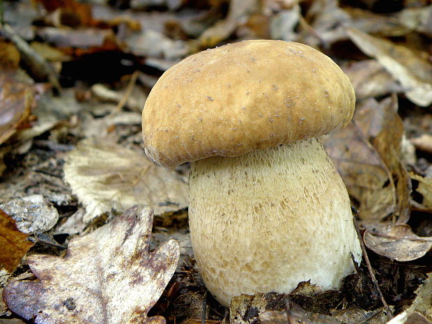 hríb dubový Boletus reticulatus Schaeff.