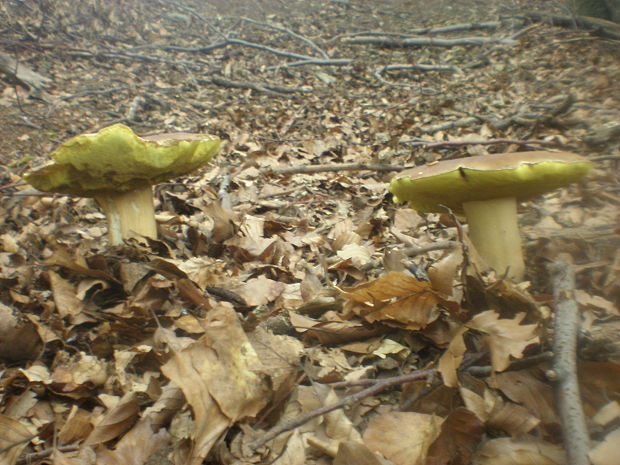 hríb dubový Boletus reticulatus Schaeff.