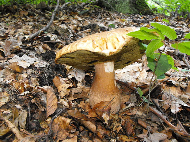 hríb dubový Boletus reticulatus Schaeff.