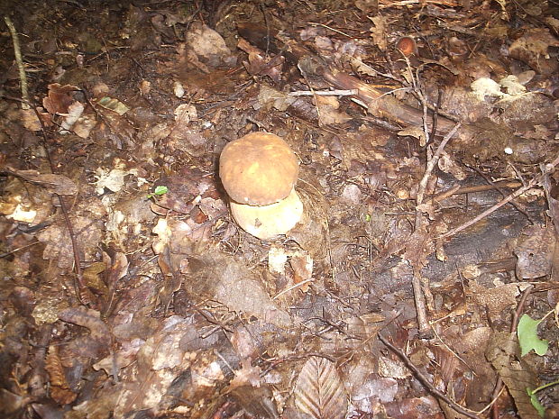 hríb Boletus sp.