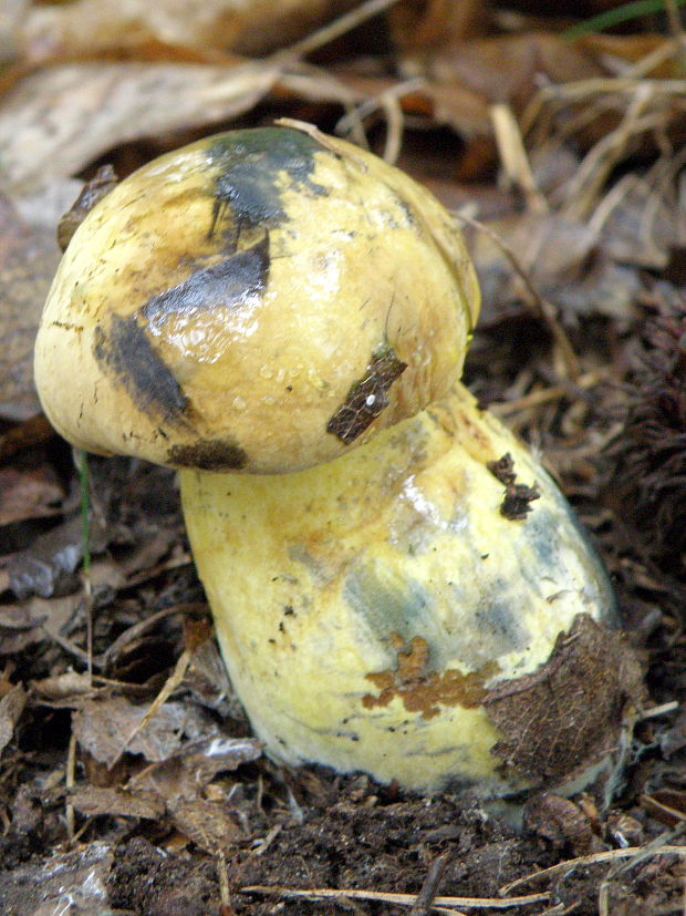 hríb Boletus sp.