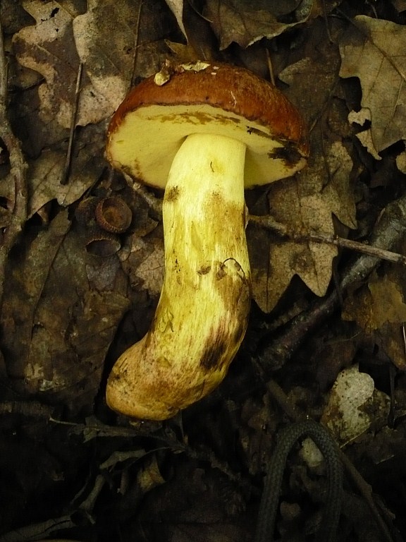 hríb príveskatý Butyriboletus appendiculatus (Schaeff. ex Fr.) Secr.