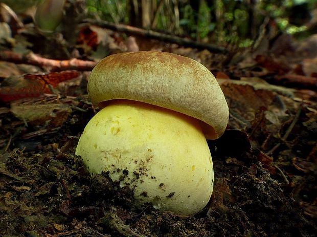 hríb striebristý Butyriboletus fechtneri (Velen.) D. Arora & J.L. Frank