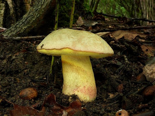 hríb striebristý Butyriboletus fechtneri (Velen.) D. Arora & J.L. Frank