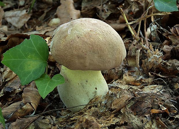 hríb nádherný Butyriboletus fuscoroseus (Smotl.) Vizzini & Gelardi