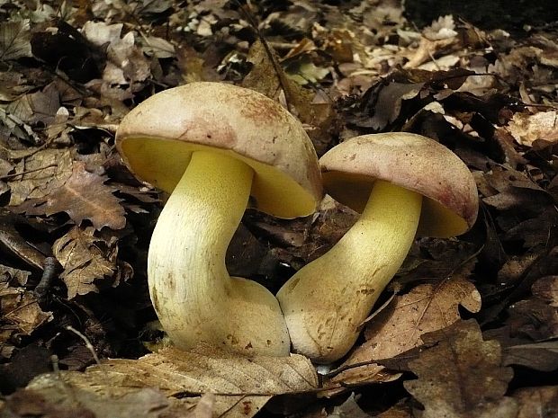 hríb nádherný Butyriboletus fuscoroseus (Smotl.) Vizzini & Gelardi