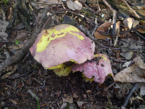 hríb kráľovský Butyriboletus regius (Krombh.) D. Arora & J.L. Frank