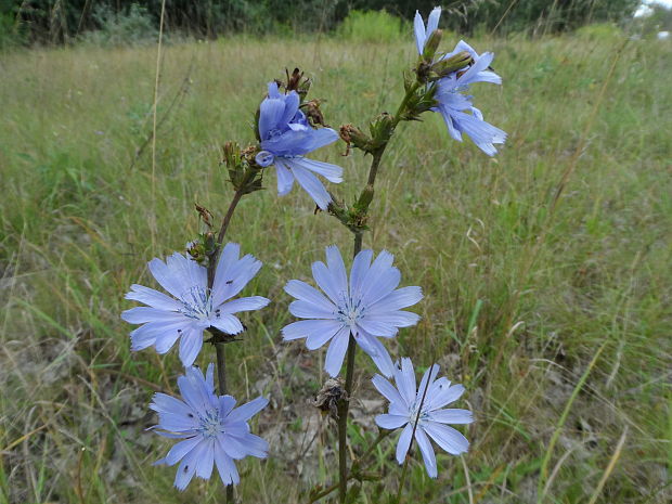 čakanka obyčajná Cichorium intybus L.