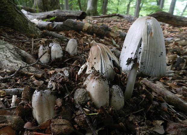 hnojník Coprinus sp.