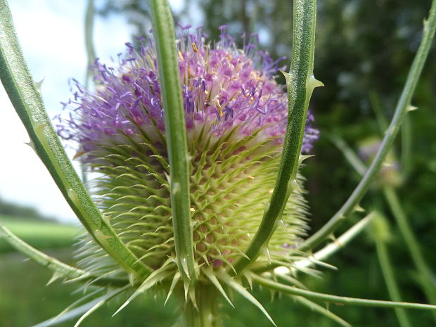 štetka lesná Dipsacus fullonum L.