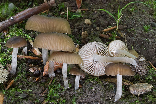 hodvábnica Entoloma sp.