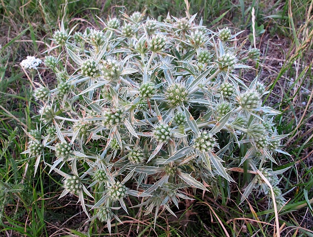 kotúč poľný Eryngium campestre L.