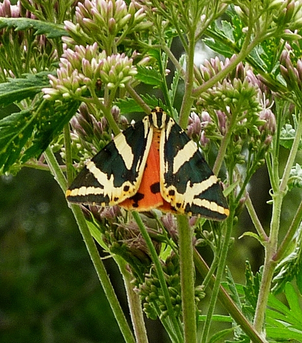 spriadač kostihojový Euplagia quadripunctaria