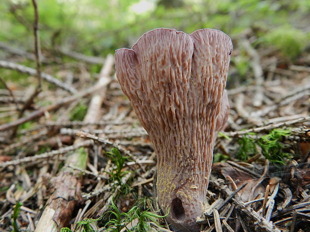 lievikovec kyjakovitý Gomphus clavatus (Pers.) Gray