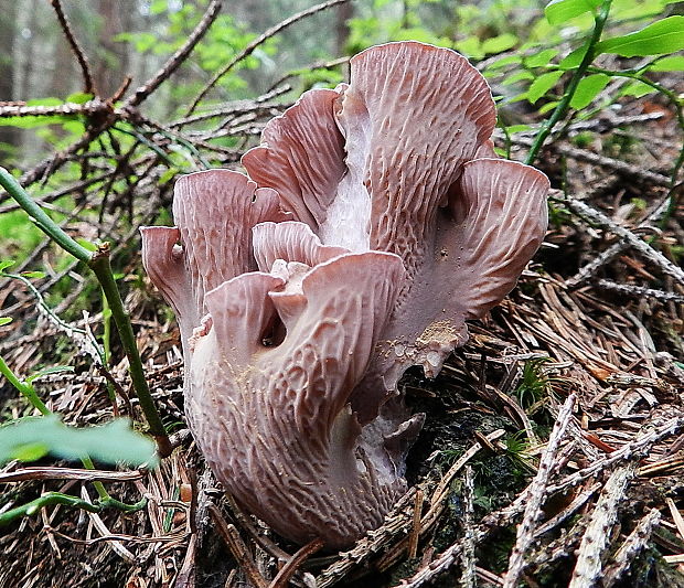 lievikovec kyjakovitý Gomphus clavatus (Pers.) Gray