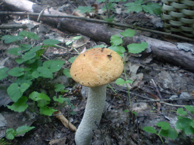 kozák osikový Leccinum albostipitatum den Bakker & Noordel.