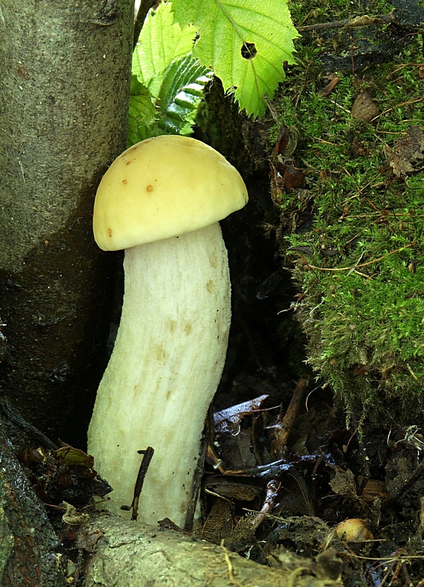 kozák hrabový Leccinum pseudoscabrum (Kallenb.) Šutara