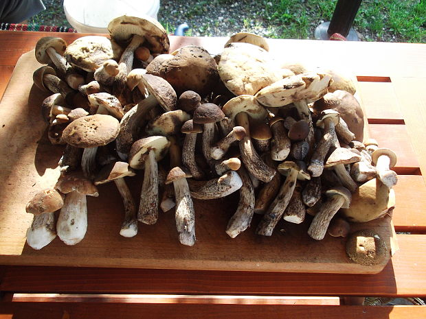 kozák hrabový Leccinum pseudoscabrum (Kallenb.) Šutara