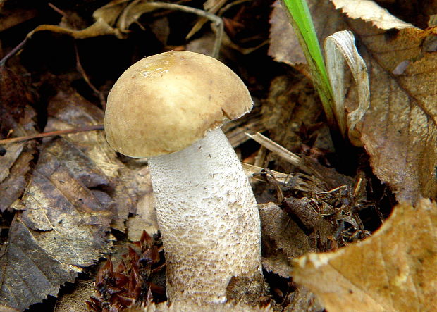 kozák hrabový Leccinum pseudoscabrum (Kallenb.) Šutara