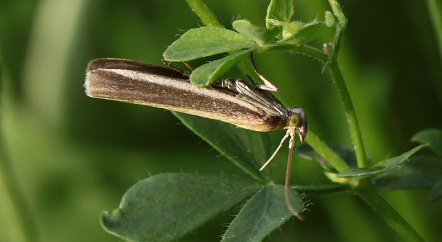 víjačka lucernová / zavíječ červenožlutý Oncocera semirubella Scopoli, 1763