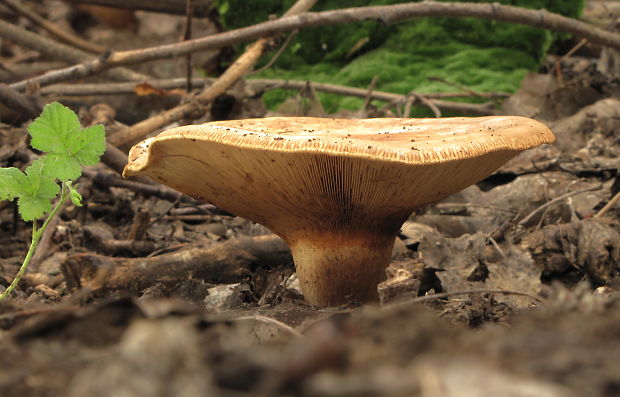 čechračka parková Paxillus vernalis Watling