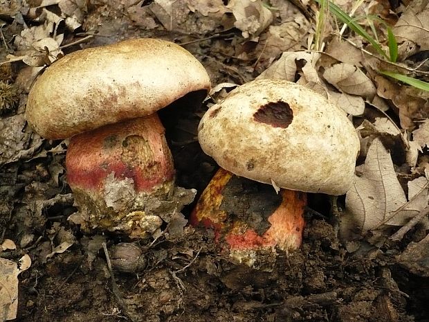 hríb Le Galovej Rubroboletus legaliae (Pilát & Dermek) Della Maggiora & Trassin.