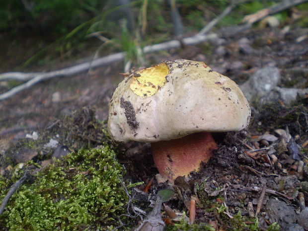 hríb purpurový Rubroboletus rhodoxanthus Kuan Zhao &amp; Zhu L. Yang