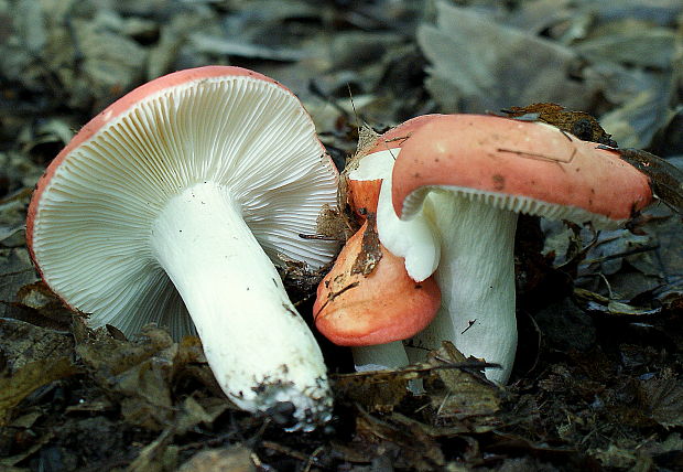 plávka Russula sp.