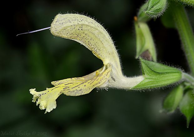 šalvia lepkavá Salvia glutinosa L.