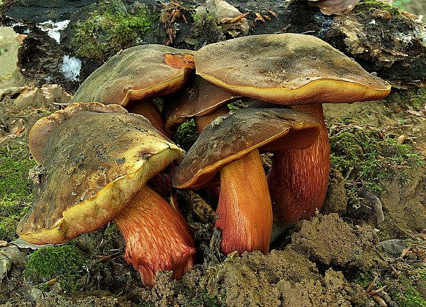 hríb zrnitohlúbikový Sutorius luridiformis (Rostk.) G. Wu & Zhu L. Yang