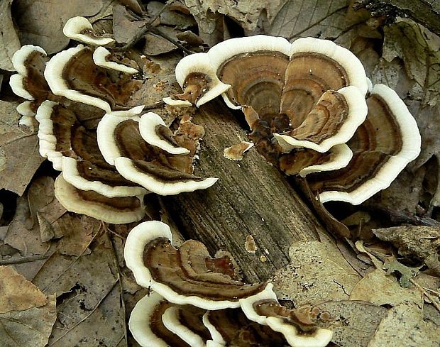 trúdnikovec pestrý Trametes versicolor (L.) Lloyd